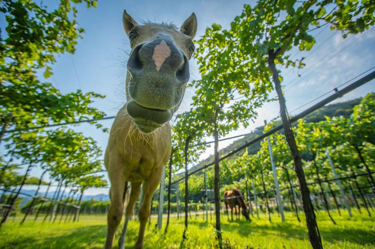 Agriturismo La Pertica กอสเตร์มาโน ภายนอก รูปภาพ